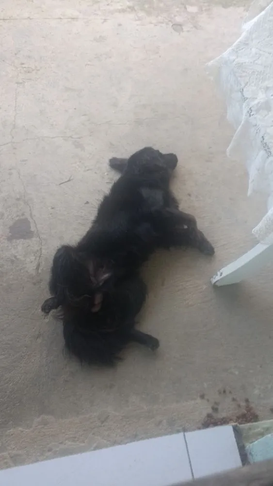 Cachorro ra a pudle idade 1 ano nome galego