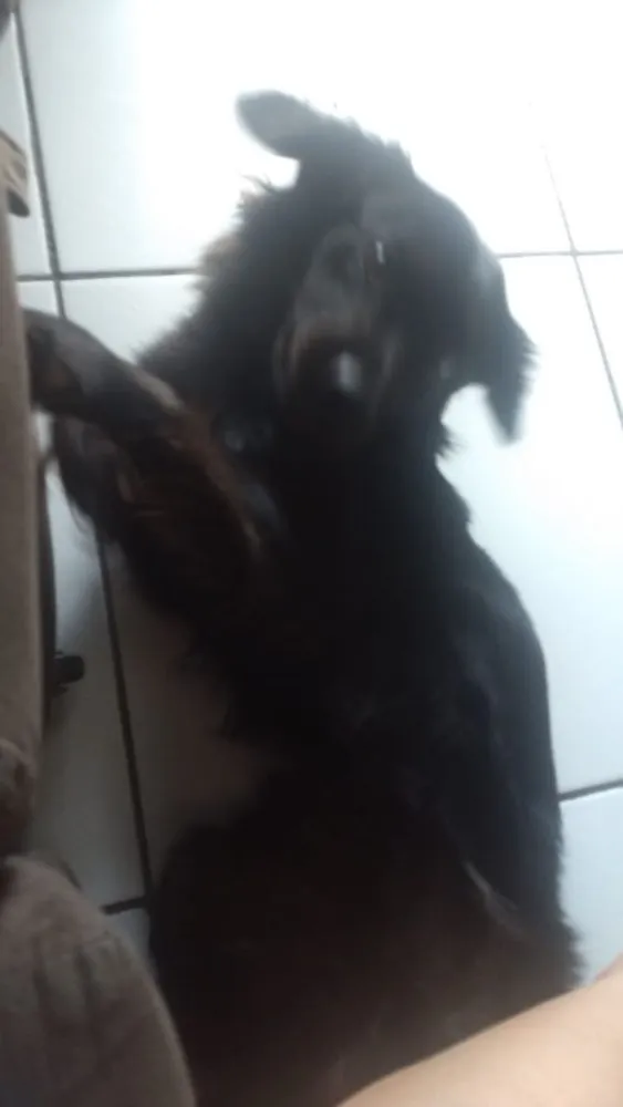 Cachorro ra a pudle idade 1 ano nome galego