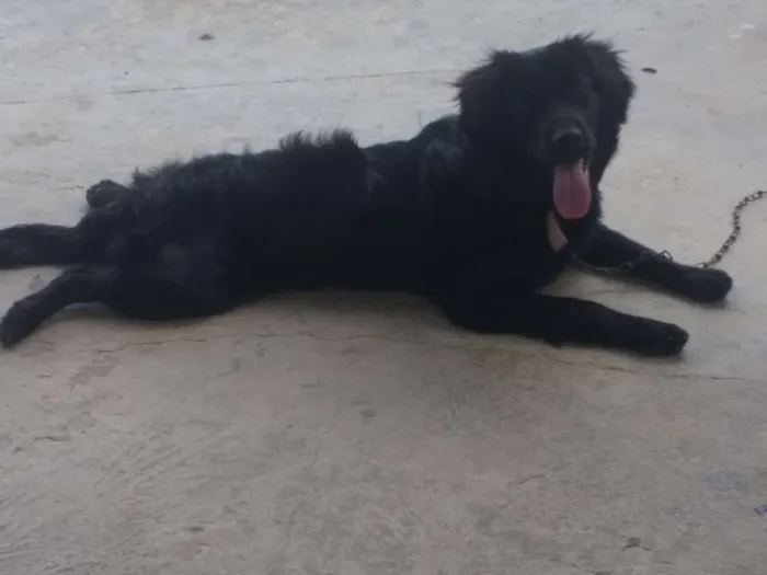 Cachorro ra a pudle idade 1 ano nome galego