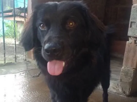 Cachorro ra a pudle idade 1 ano nome galego