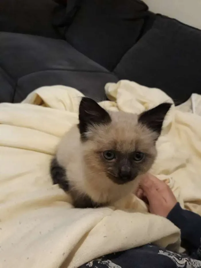 Gato raça  idade 2 a 6 meses nome Café 
