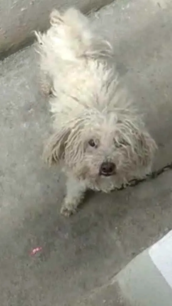 Cachorro ra a Poodle idade 6 ou mais anos nome Belinha