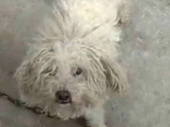 Cachorro ra a Poodle idade 6 ou mais anos nome Belinha