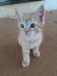 Neko