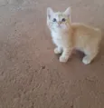 Neko