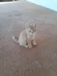 Neko