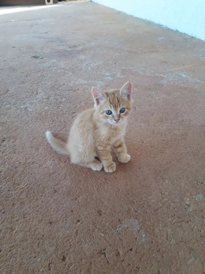 Gato ra a  idade 2 a 6 meses nome Neko