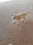 Neko