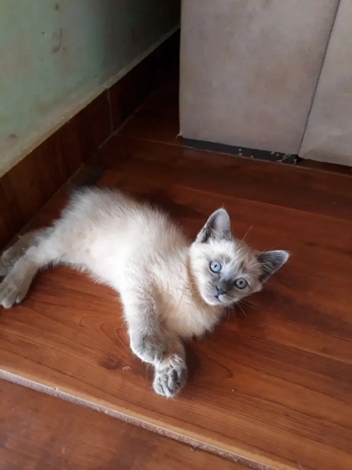 Gato ra a  idade 2 a 6 meses nome Branquinha
