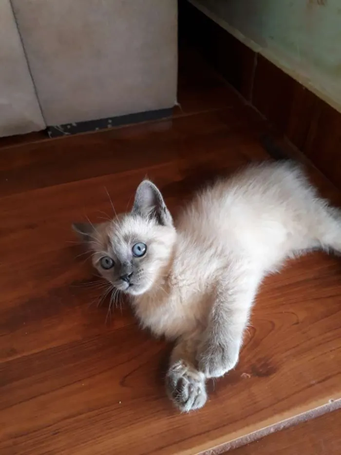 Gato ra a  idade 2 a 6 meses nome Branquinha