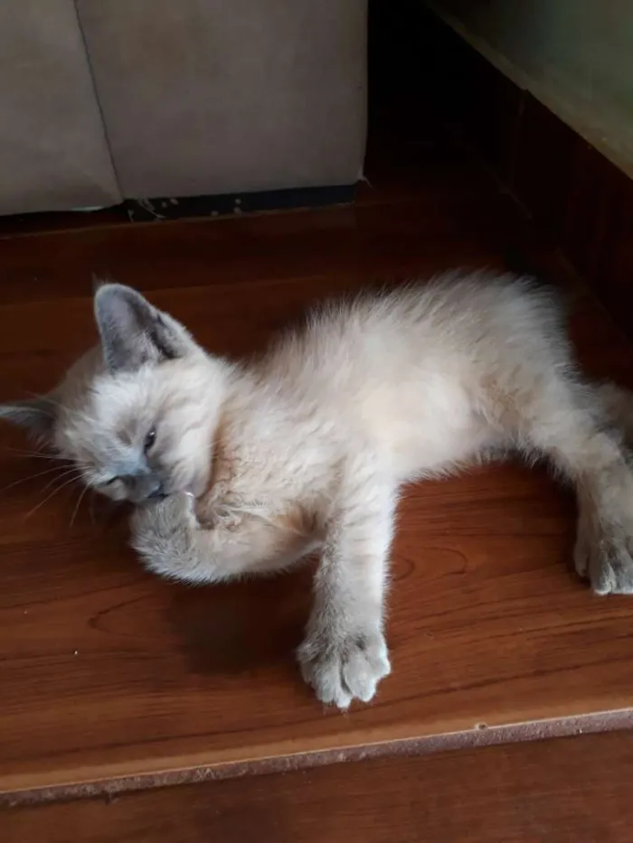 Gato ra a  idade 2 a 6 meses nome Branquinha