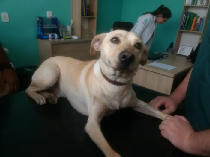 Cachorro ra a Mix Labrador  idade 7 a 11 meses nome Zack 