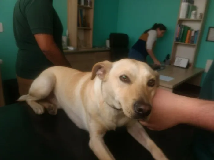 Cachorro ra a Mix Labrador  idade 7 a 11 meses nome Zack 