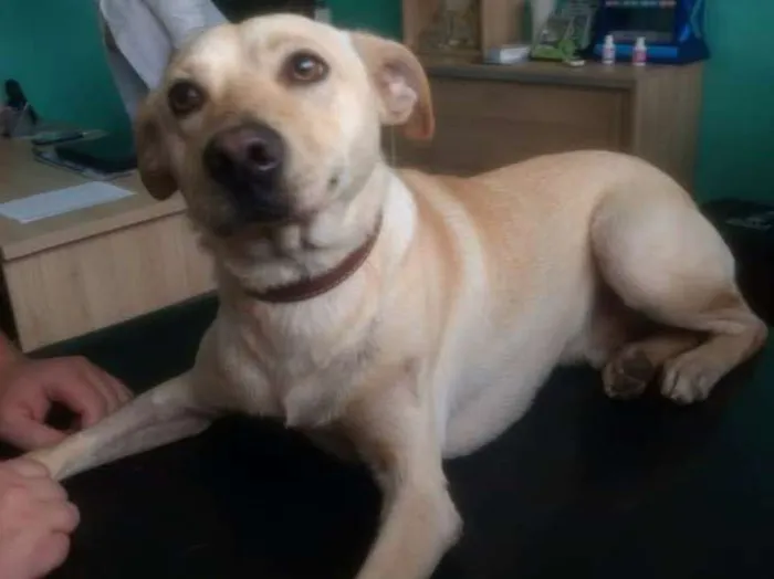 Cachorro ra a Mix Labrador  idade 7 a 11 meses nome Zack 