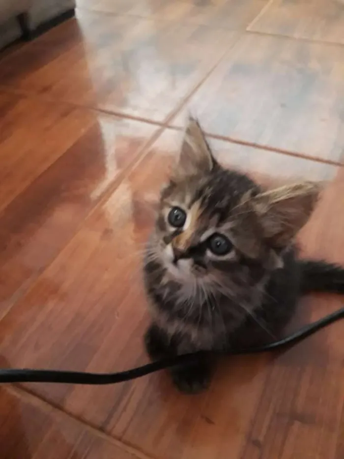 Gato ra a  idade 2 a 6 meses nome Rajada