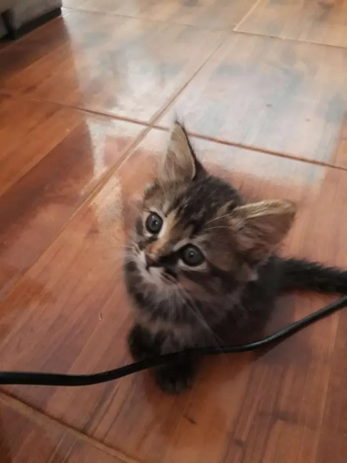 Gato ra a  idade 2 a 6 meses nome Rajada