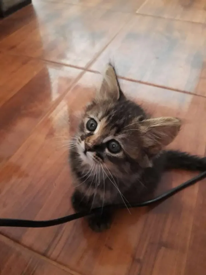 Gato ra a  idade 2 a 6 meses nome Rajada