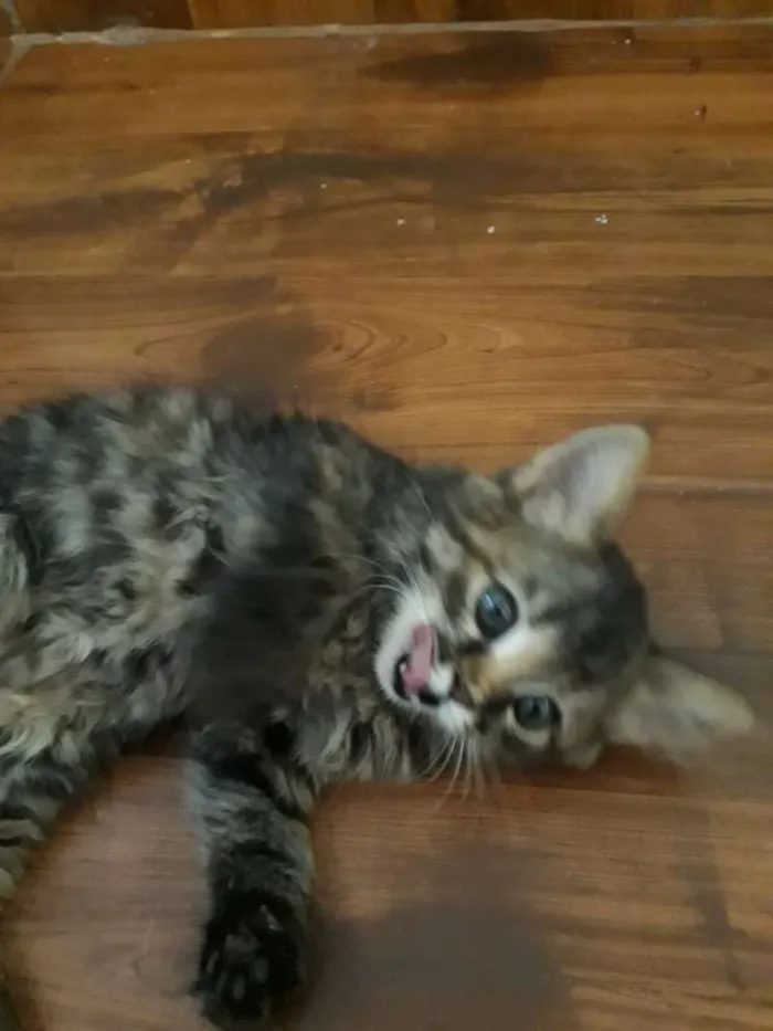 Gato ra a  idade 2 a 6 meses nome Rajada