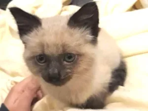 Gato raça  idade 2 a 6 meses nome Café 