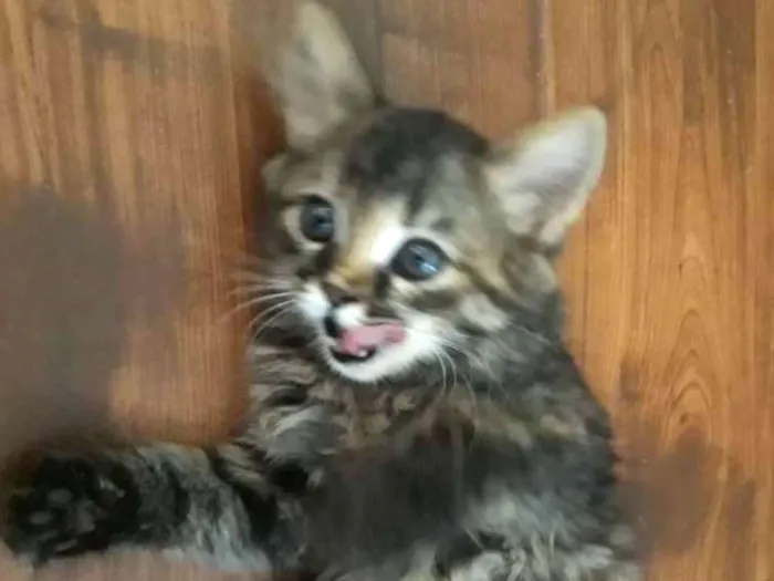 Gato ra a  idade 2 a 6 meses nome Rajada