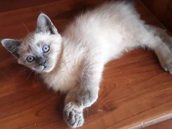 Gato ra a  idade 2 a 6 meses nome Branquinha