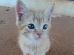 Gato raça  idade 2 a 6 meses nome Neko