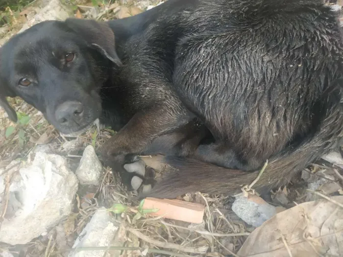 Cachorro ra a Vira - Lata idade 1 ano nome Sem nome