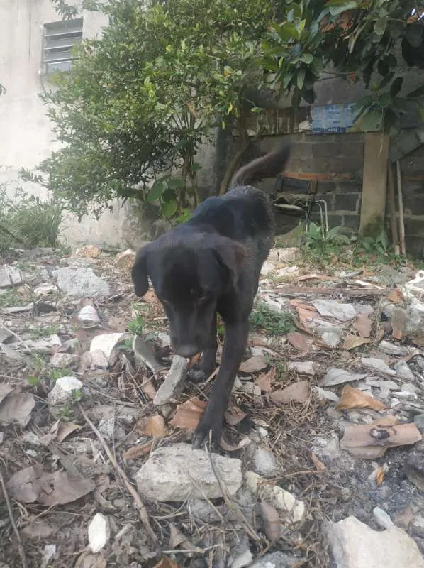 Cachorro ra a Vira - Lata idade 1 ano nome Sem nome