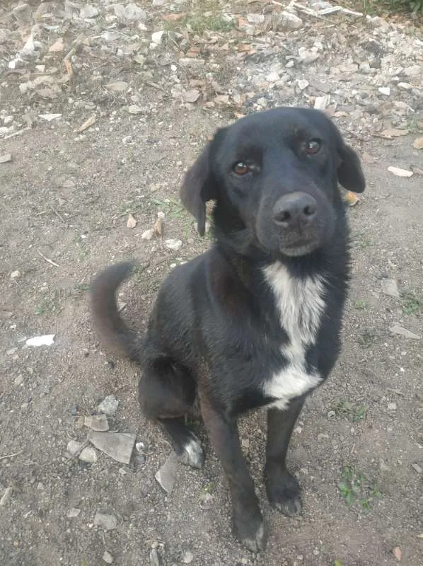 Cachorro ra a Vira - Lata idade 1 ano nome Sem nome