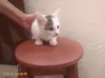 Princesa