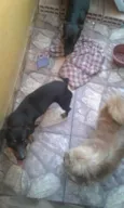 Toto e mili