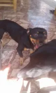 Toto e mili