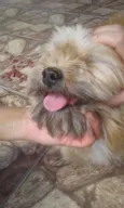Toto e mili