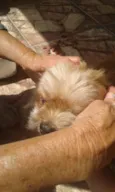 Toto e mili