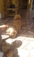 Toto e mili