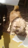 Toto e mili