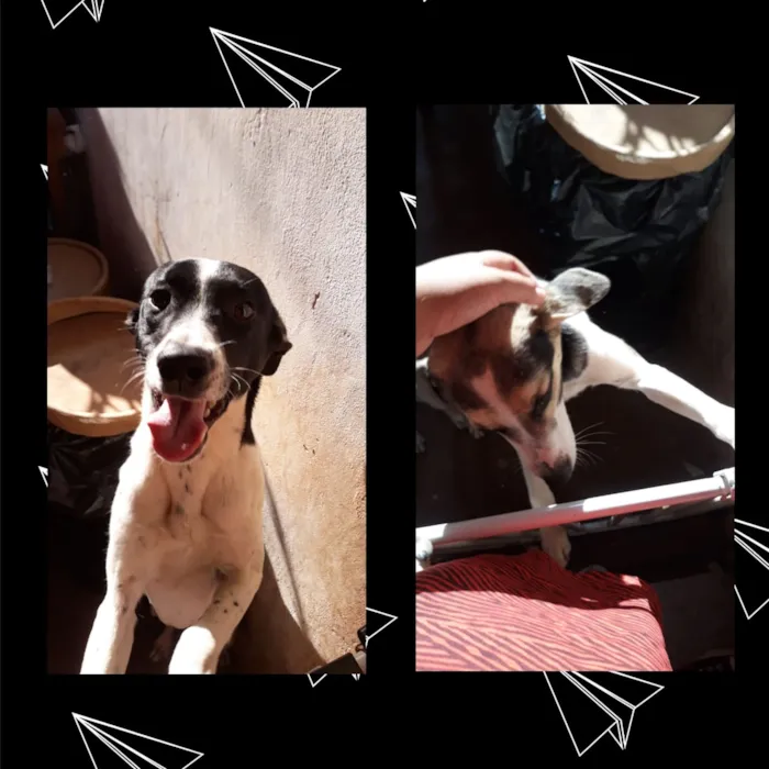 Cachorro raça Vira-lata idade 7 a 11 meses nome Lucky e Coral
