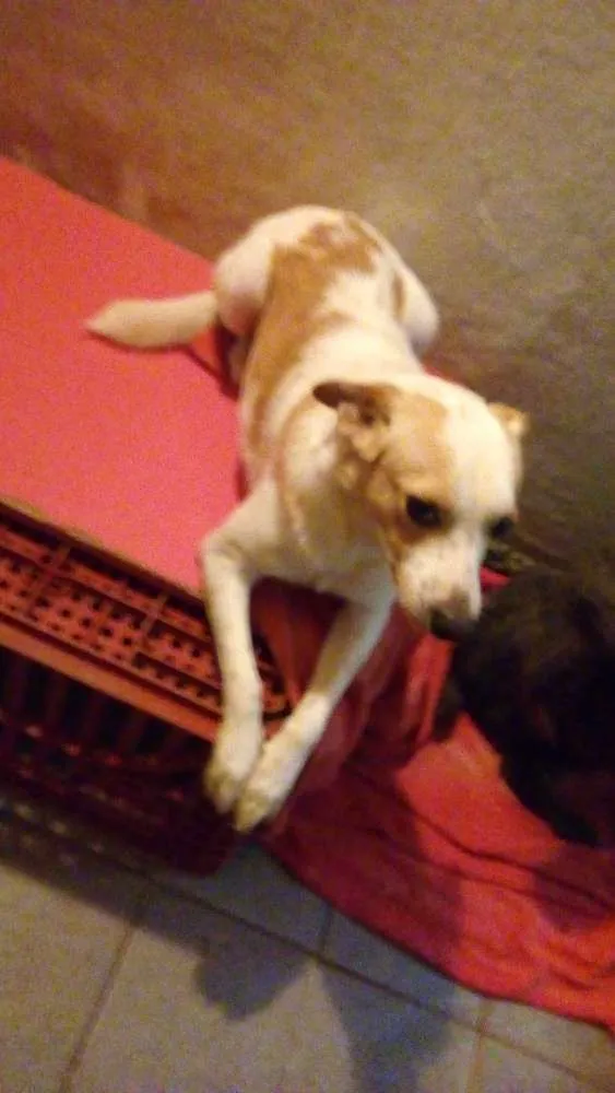Cachorro ra a Srd idade 2 anos nome Nick
