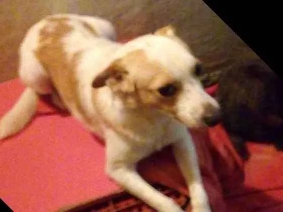 Cachorro ra a Srd idade 2 anos nome Nick