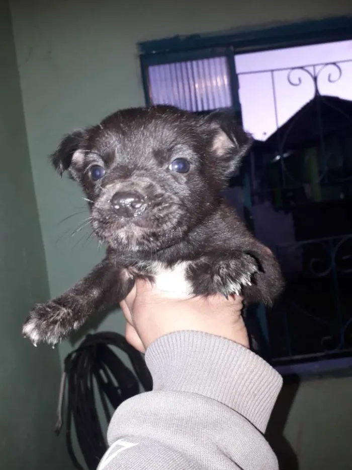 Cachorro ra a Cachorro  idade Abaixo de 2 meses nome Mancha e graciane