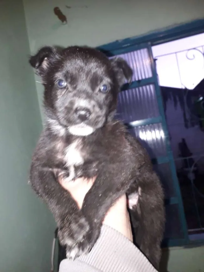 Cachorro ra a Cachorro  idade Abaixo de 2 meses nome Mancha e graciane