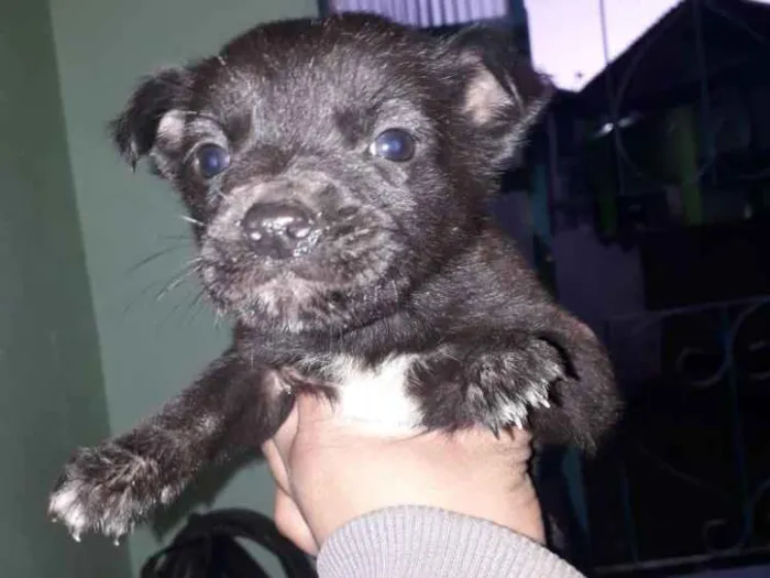 Cachorro ra a Cachorro  idade Abaixo de 2 meses nome Mancha e graciane