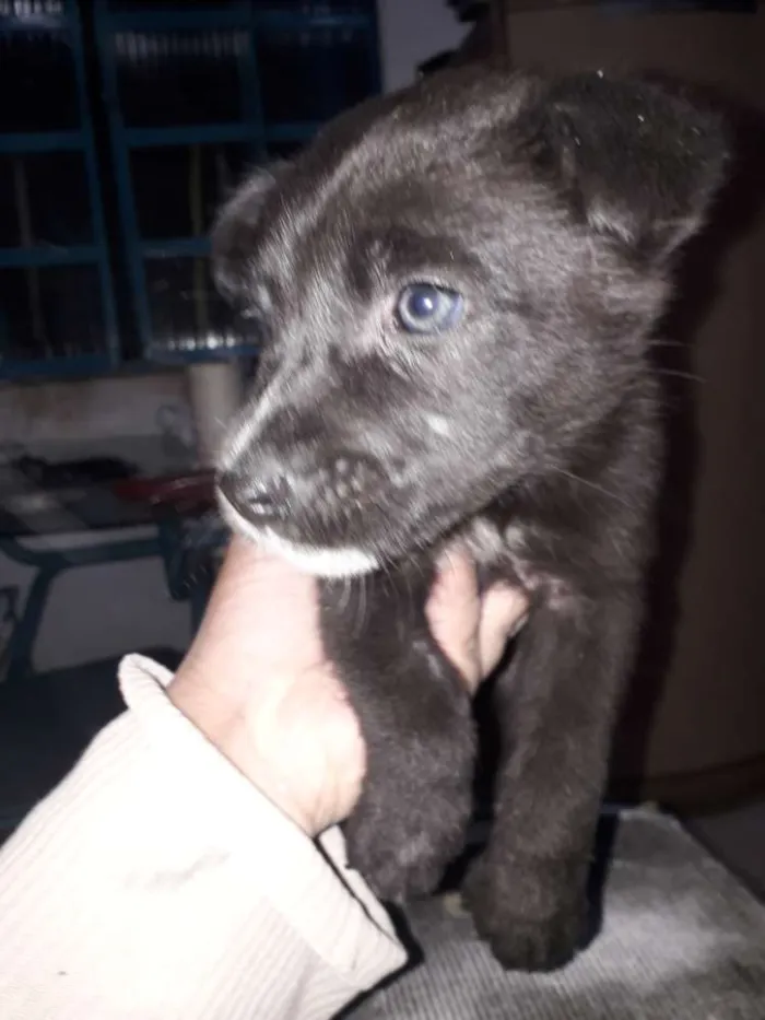 Cachorro ra a Cachorro  idade Abaixo de 2 meses nome Mancha e graciane