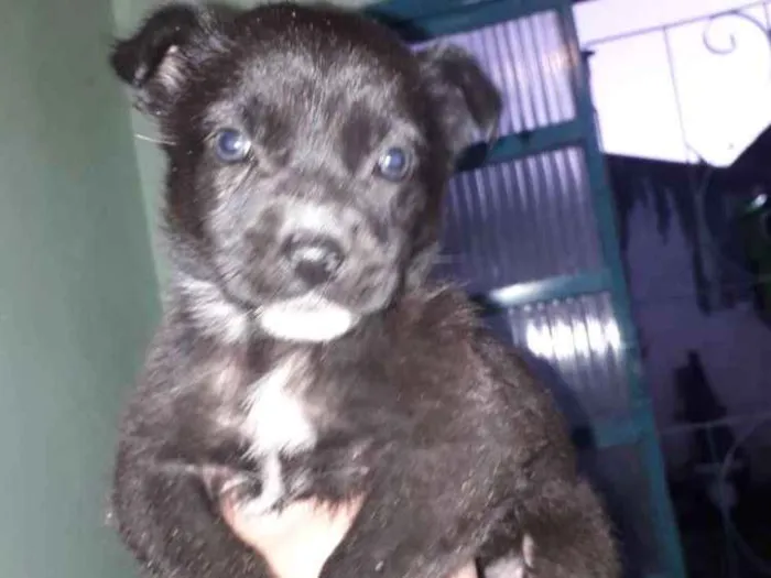 Cachorro ra a Cachorro  idade Abaixo de 2 meses nome Mancha e graciane