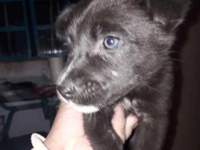 Cachorro ra a Cachorro  idade Abaixo de 2 meses nome Mancha e graciane
