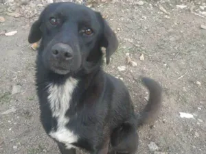 Cachorro raça Vira - Lata idade 1 ano nome Sem nome