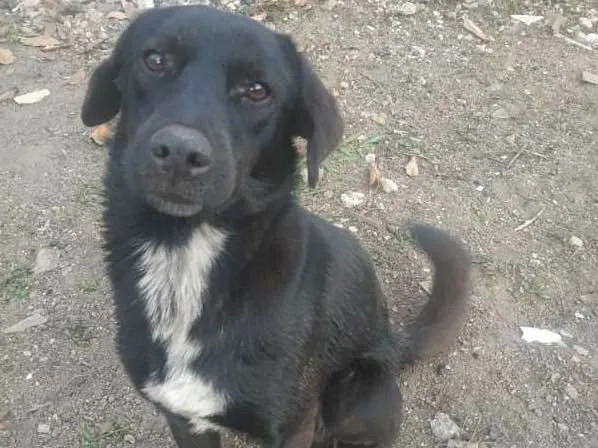 Cachorro ra a Vira - Lata idade 1 ano nome Sem nome
