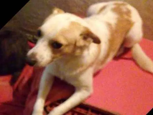Cachorro ra a Srd idade 2 anos nome Nick