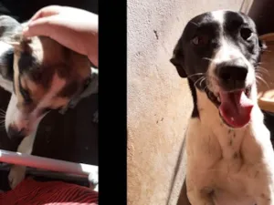 Cachorro raça Vira-lata idade 7 a 11 meses nome Lucky e Coral