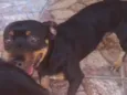 Toto e mili